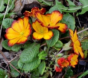 4th Apr 2022 - Polyanthus Flowers