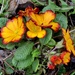 Polyanthus Flowers by arkensiel