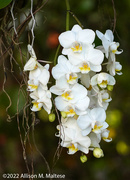 4th Apr 2022 - Orchids in the Trees