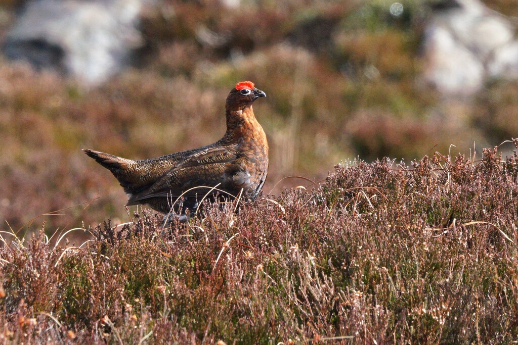 RED GROUSE by markp