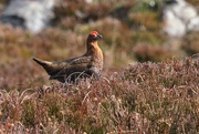 31st Mar 2022 - RED GROUSE