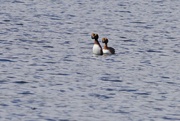 31st Mar 2022 - SLAVONIAN GREBES - ONE 