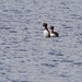 SLAVONIAN GREBES - ONE  by markp