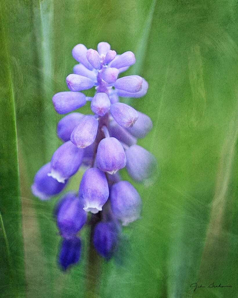 Grape Hyacinth  by 2022julieg