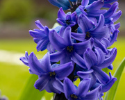 4th Apr 2022 - Hyacinth 