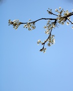 3rd Apr 2022 - April 3: Tree Blossoms