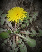 4th Apr 2022 - April 4: Spring Dandelion