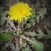 April 4: Spring Dandelion by daisymiller