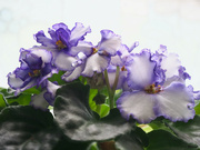 4th Apr 2022 - African Violet