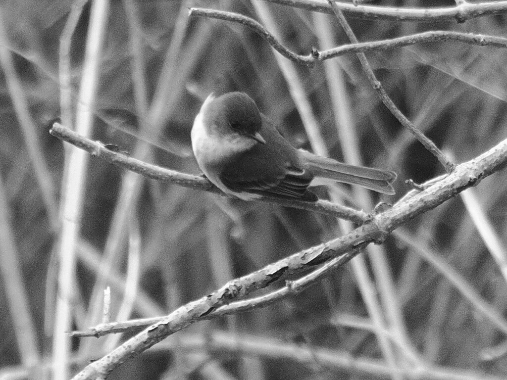 Eastern Phoebe in Black and White by rminer