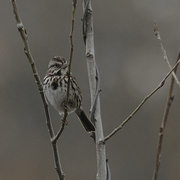 4th Apr 2022 - song sparrow 