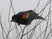 4th Apr 2022 - Red-winged blackbird