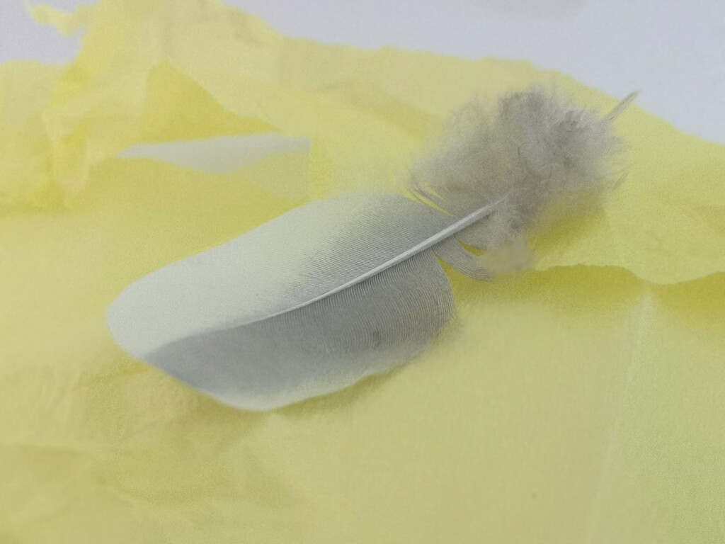 Feather and Yellow Tissue by sanderling