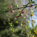 peach blossom by parisouailleurs