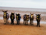 4th Apr 2022 - The donkeys are back 