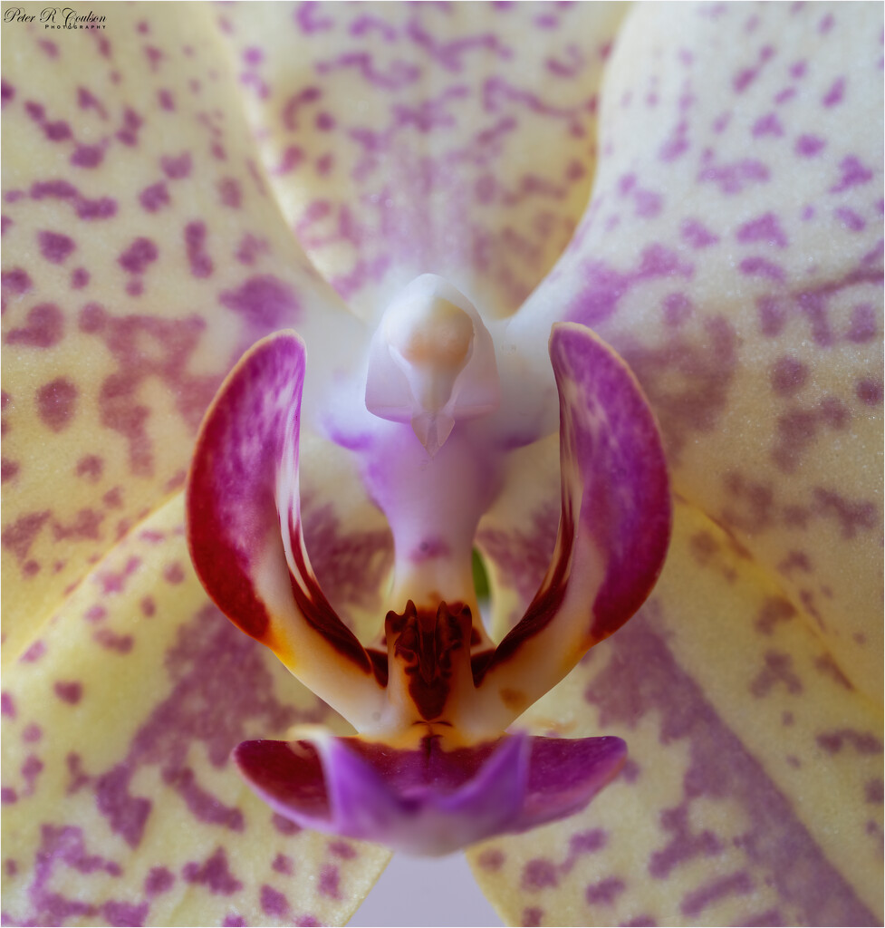 Macro Orchid  by pcoulson