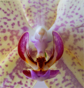 4th Apr 2022 - Macro Orchid 