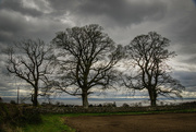 4th Apr 2022 - Three trees ......... and a telephone pole!