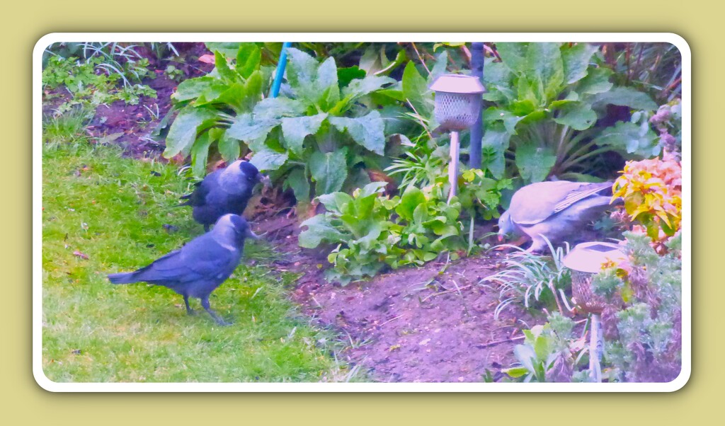 Busily cleaning up after the messy finches by beryl