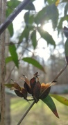 5th Apr 2022 - The sun has set on the Carolina wild jasmine blooms...