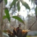 The sun has set on the Carolina wild jasmine blooms... by marlboromaam