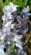 4th Apr 2022 - Hyacinth