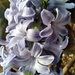 Hyacinth by julie