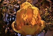 2nd Apr 2022 - Evening light and tulip