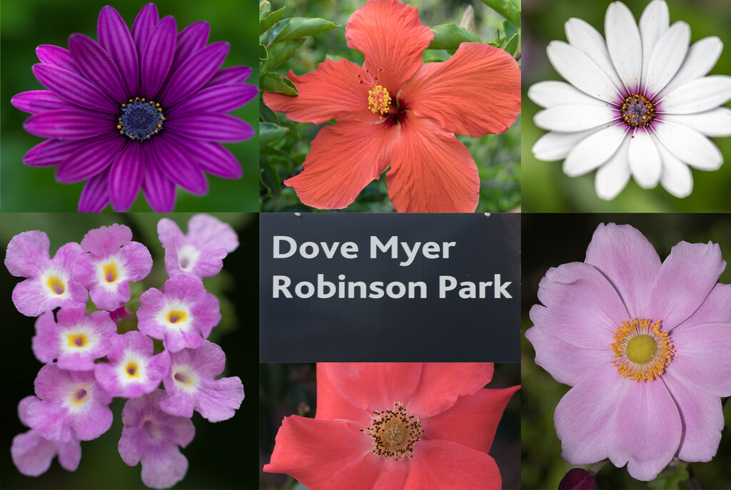 Some of the flowers at Dove Myer Robinson Park by creative_shots