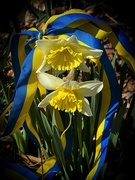4th Apr 2022 - Daffodils