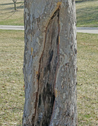 4th Apr 2022 - Patterns in the bark