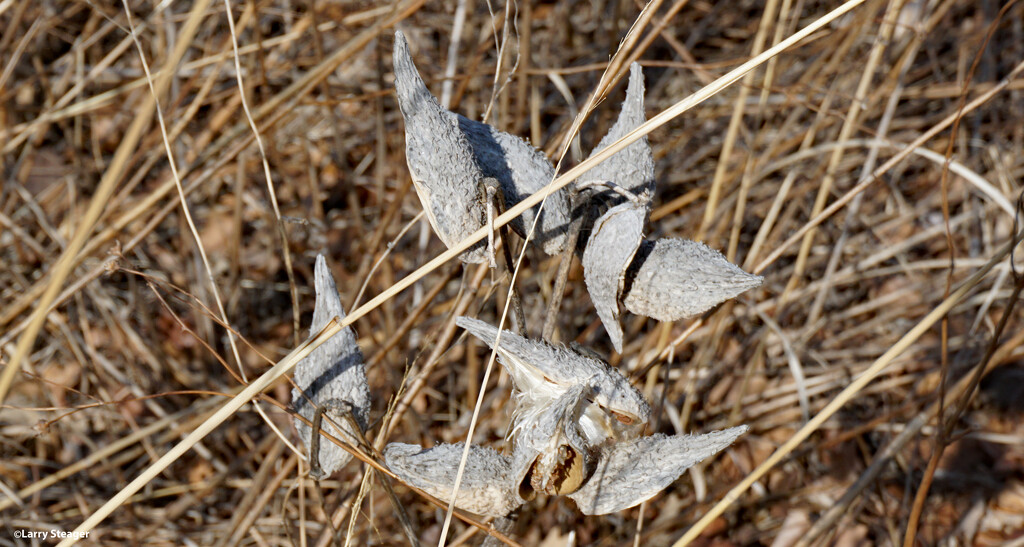 Milk weed seed pods by larrysphotos