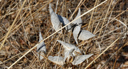 4th Apr 2022 - Milk weed seed pods