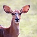 Antelope  by randy23