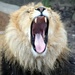 A Bigger Yawn  by randy23