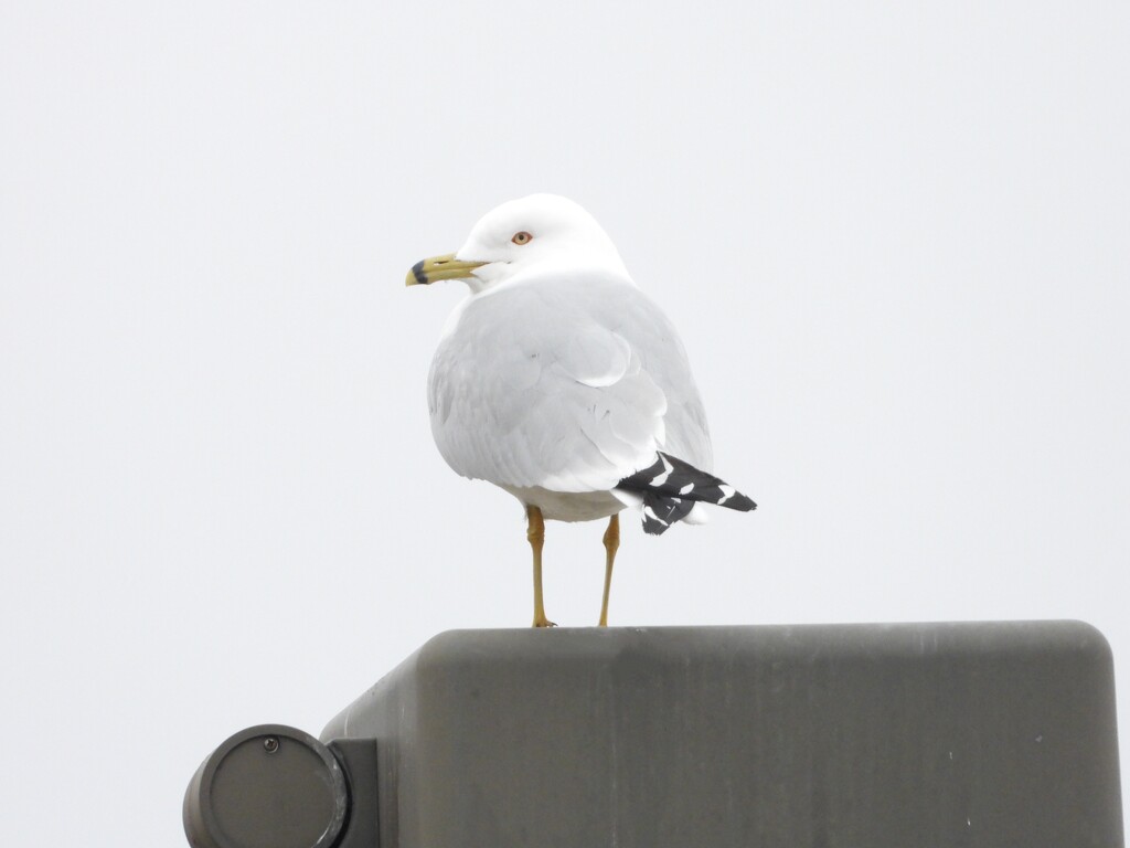 ring-billed gull by amyk