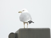 4th Apr 2022 - ring-billed gull