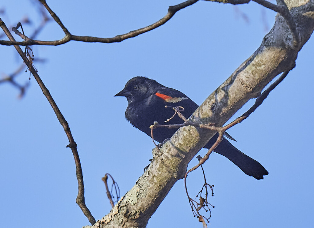 Red Wing'd Blackbird by brotherone
