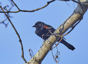 4th Apr 2022 - Red Wing'd Blackbird