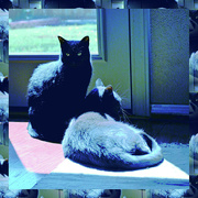 3rd Apr 2022 - Two Cats Tinted Blue