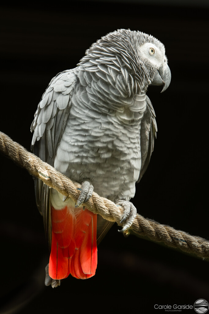 Grey Parrot by yorkshirekiwi