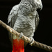 Grey Parrot by yorkshirekiwi