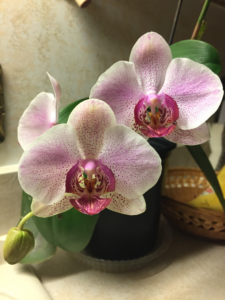 Dad's orchid bloomed for rainbow month! by kchuk