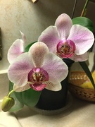 27th Mar 2022 - Dad's orchid bloomed for rainbow month!