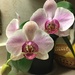 Dad's orchid bloomed for rainbow month!