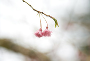 4th Apr 2022 - ~Cherry Blossoms~