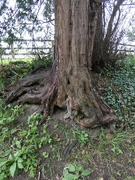5th Apr 2022 - Roots 