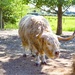 Highland bull by stuart46