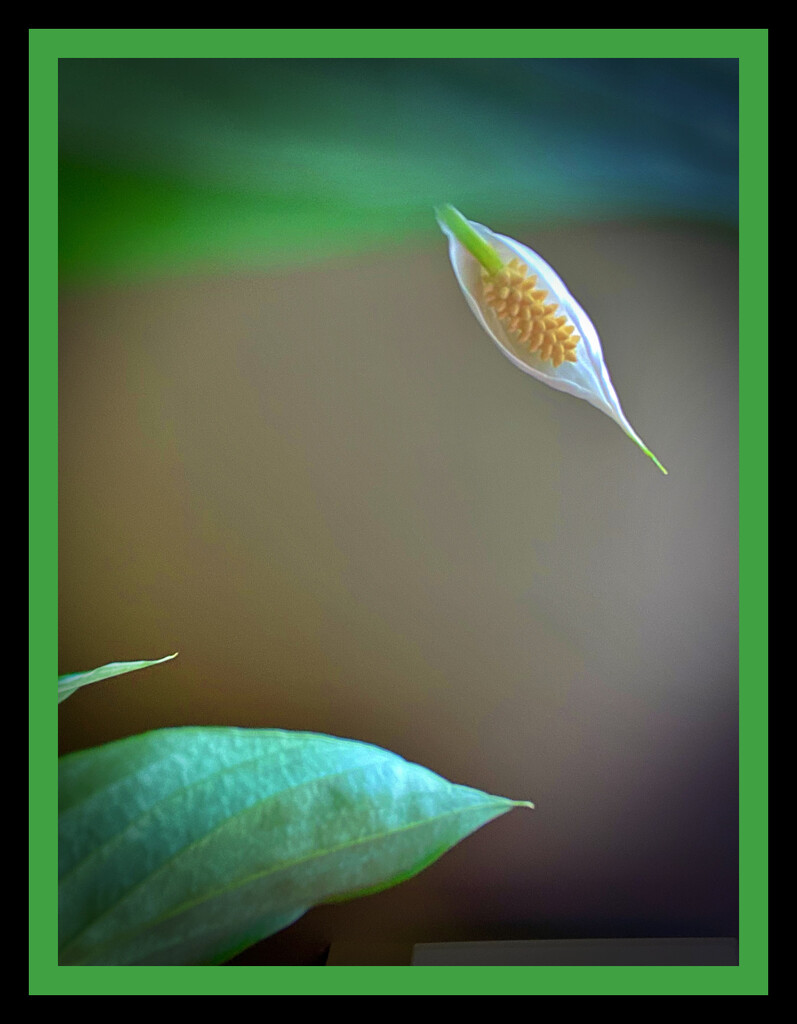 Evolved - peace lily by maggiemae