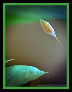 5th Apr 2022 - Evolved - peace lily